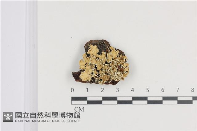登錄號:L00005223藏品圖，第1張
