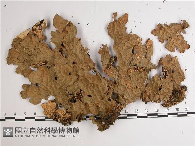 中國兜衣藏品圖，第1張