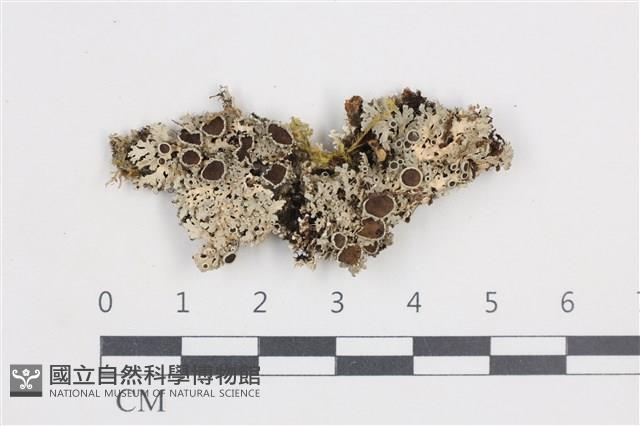 登錄號:L00002123藏品圖，第1張