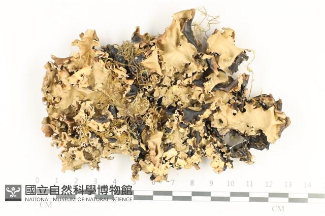 登錄號:L00001123藏品圖，第1張