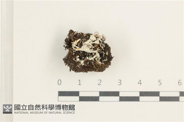登錄號:L00000523藏品圖，第1張