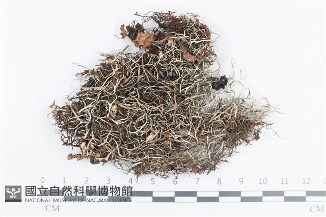 登錄號:L00002323藏品圖，第1張