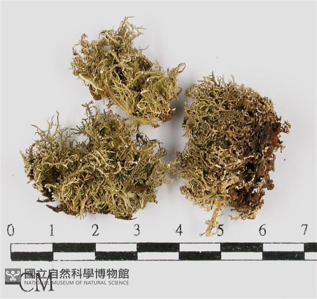 台灣球粉衣藏品圖，第1張