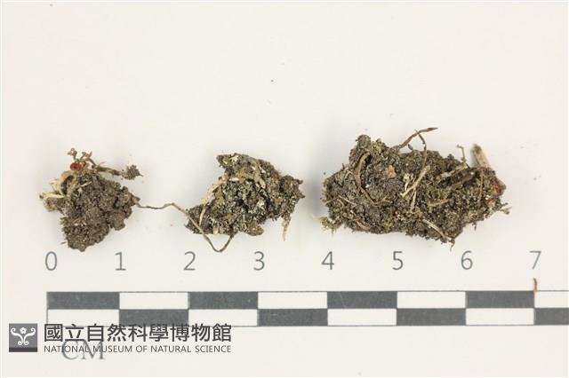 登錄號:L00001173藏品圖，第1張