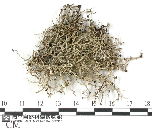 登錄號:L00002573藏品圖，第1張