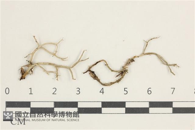 登錄號:L00000573藏品圖，第1張