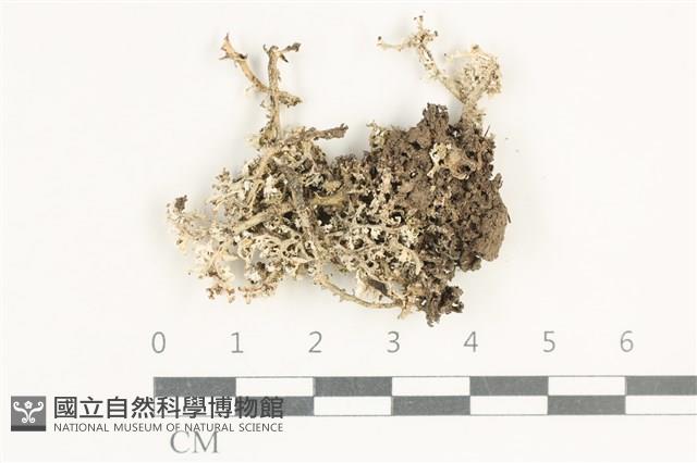 登錄號:L00005473藏品圖，第1張