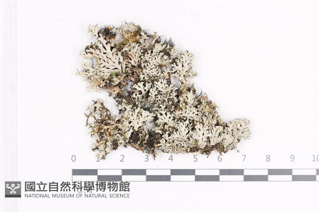 登錄號:L00004473藏品圖，第1張