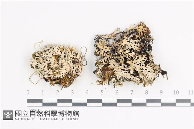 小葉雪花衣藏品圖，第1張