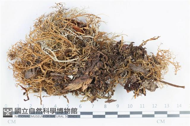 登錄號:L00003373藏品圖，第1張