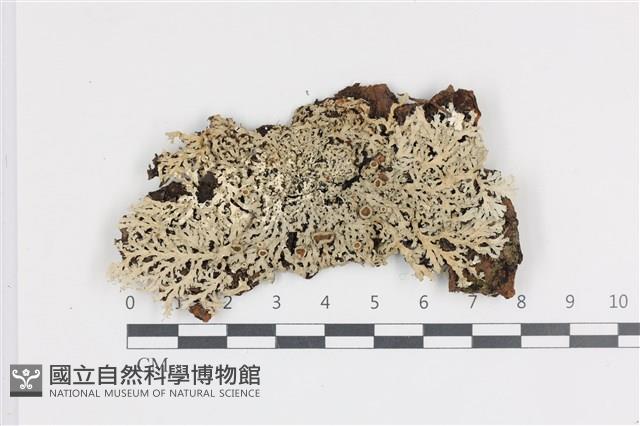 登錄號:L00000773藏品圖，第1張