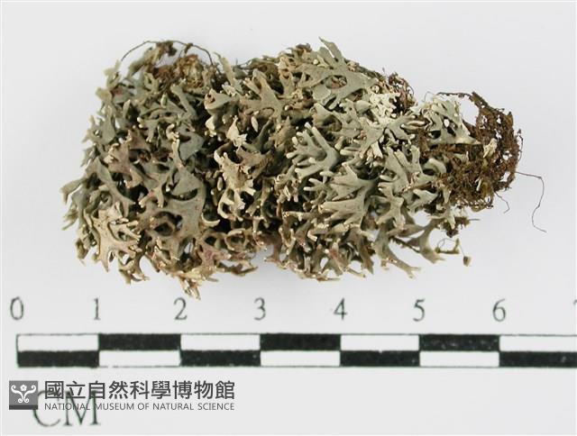 登錄號:L00001153藏品圖，第1張