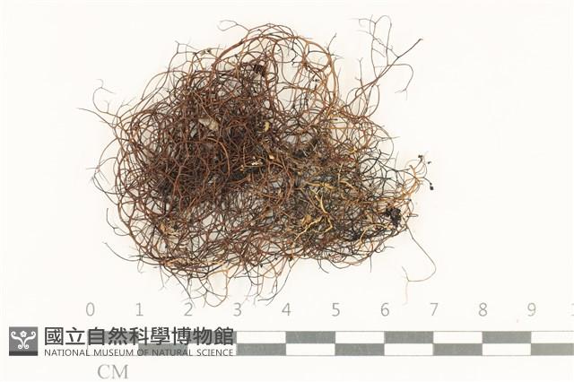 登錄號:L00000453藏品圖，第1張