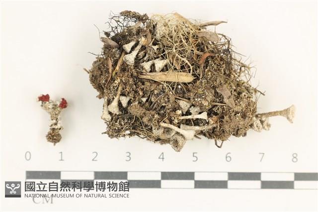 登錄號:L00001453藏品圖，第1張