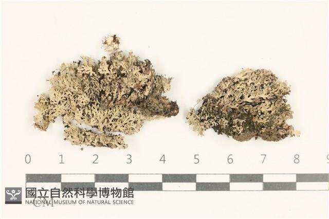 登錄號:L00003593藏品圖，第1張