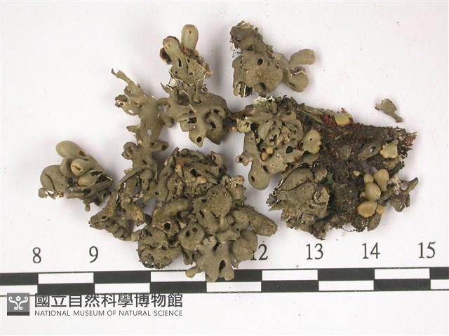 登錄號:L00002493藏品圖，第1張