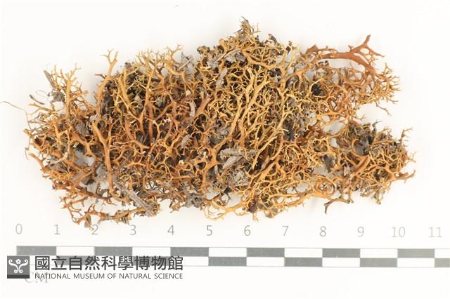 登錄號:L00000493藏品圖，第1張