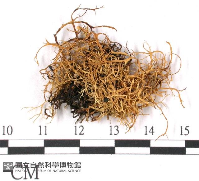 登錄號:L00000393藏品圖，第1張