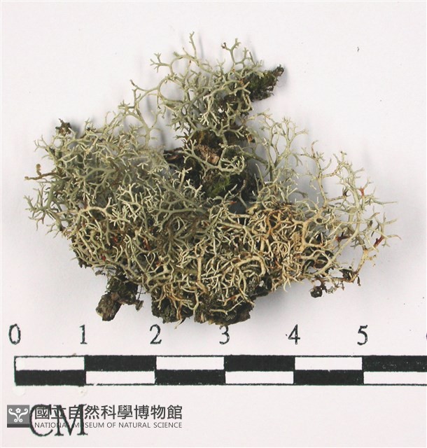 登錄號:L00001393藏品圖，第1張