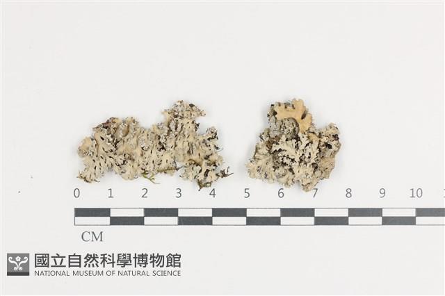 登錄號:L00002633藏品圖，第1張