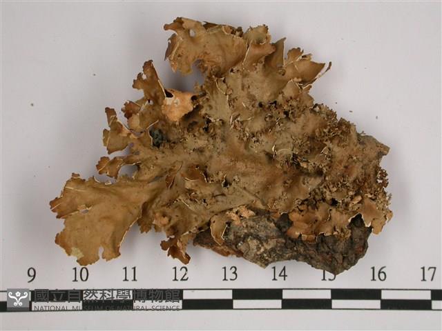 細片兜衣藏品圖，第1張