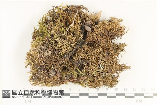 登錄號:L00003233藏品圖，第1張