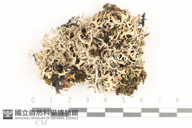 登錄號:L00002133藏品圖，第1張