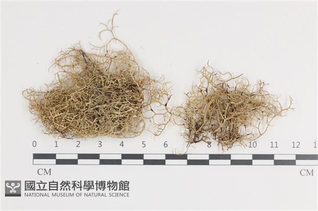 登錄號:L00003133藏品圖，第1張