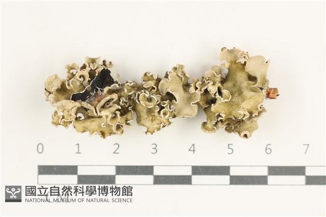 登錄號:L00004533藏品圖，第1張