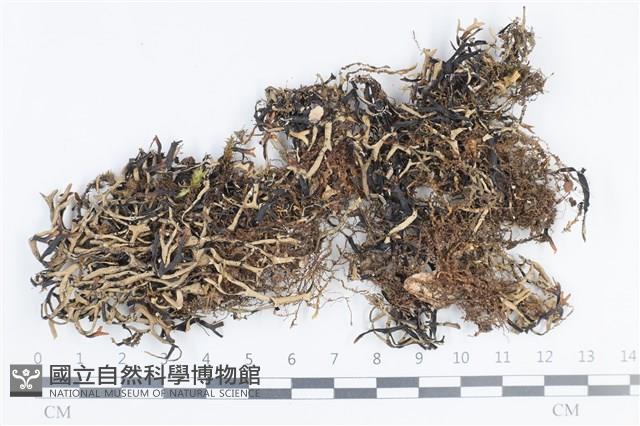 登錄號:L00002433藏品圖，第1張