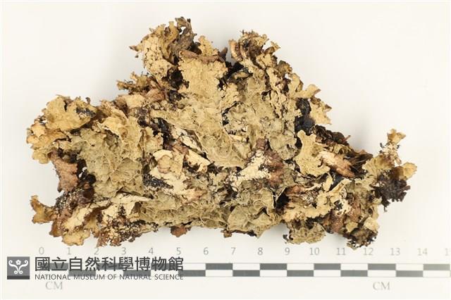 登錄號:L00001433藏品圖，第1張