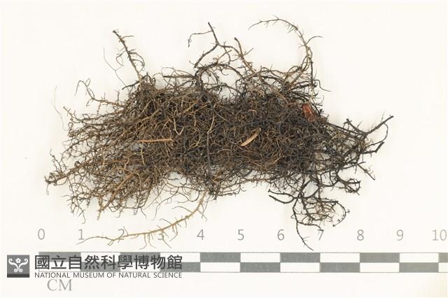 登錄號:L00005433藏品圖，第1張