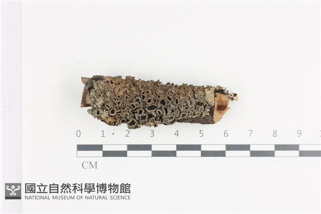 登錄號:L00002333藏品圖，第1張