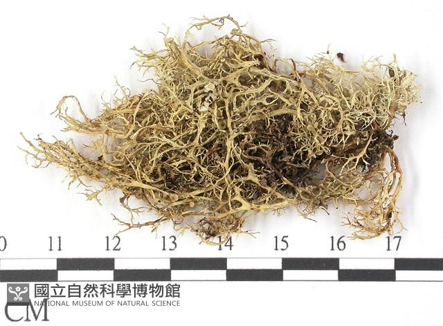 登錄號:L00001722藏品圖，第1張