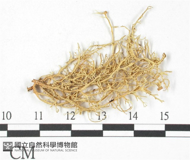 登錄號:L00000788藏品圖，第1張