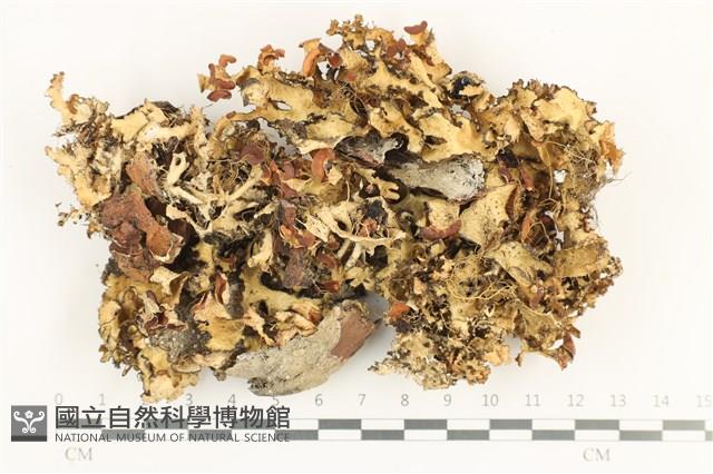 登錄號:L00001788藏品圖，第1張