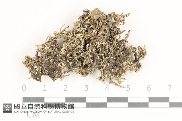 登錄號:L00000508藏品圖，第1張