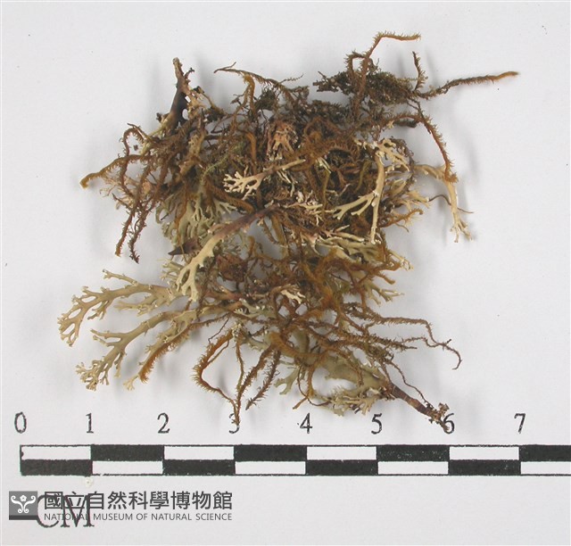 登錄號:L00001668藏品圖，第1張