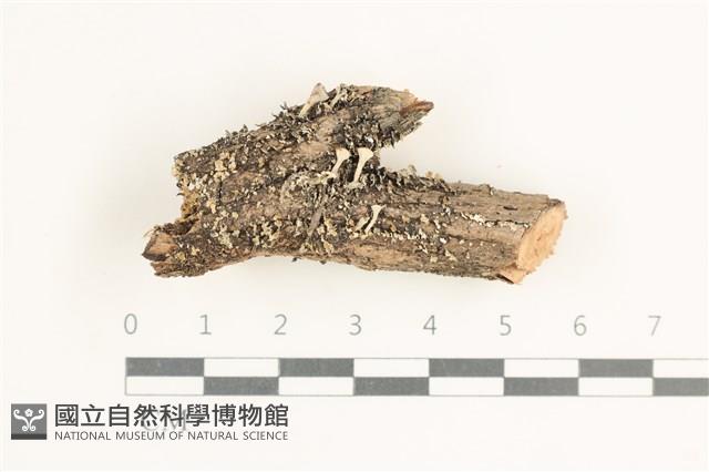 登錄號:L00000568藏品圖，第1張