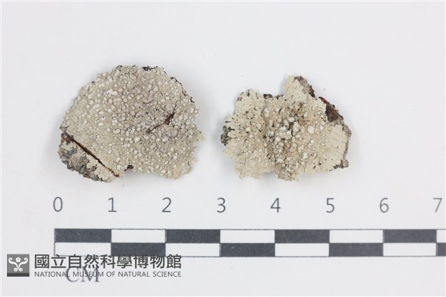 有色黑囊基衣藏品圖，第1張