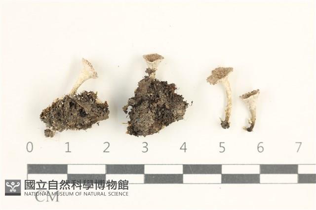 登錄號:L00000648藏品圖，第1張