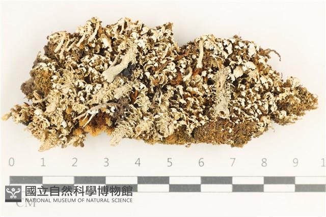 登錄號:L00001528藏品圖，第1張