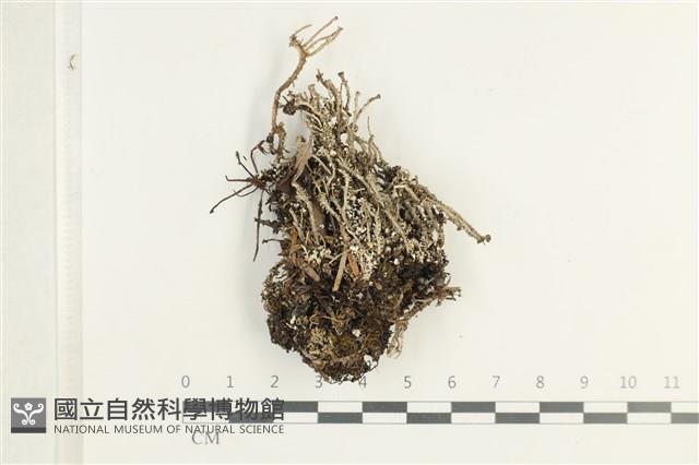 登錄號:L00001758藏品圖，第1張