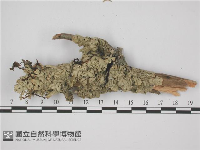 登錄號:L00001798藏品圖，第1張