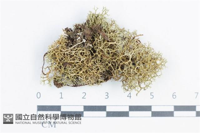 登錄號:L00003609藏品圖，第1張