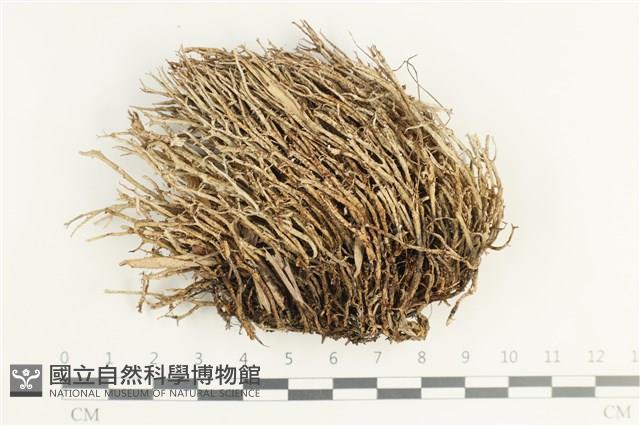 登錄號:L00002509藏品圖，第1張