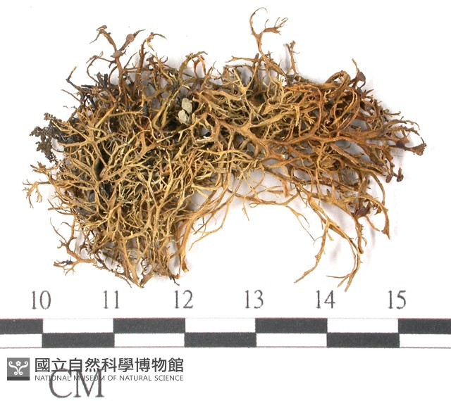 登錄號:L00000709藏品圖，第1張