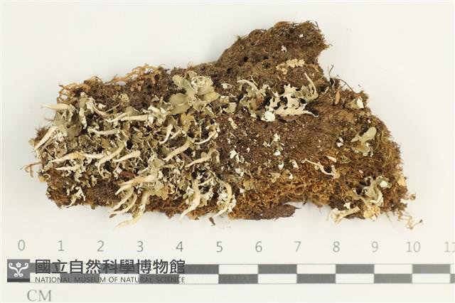 登錄號:L00002669藏品圖，第1張