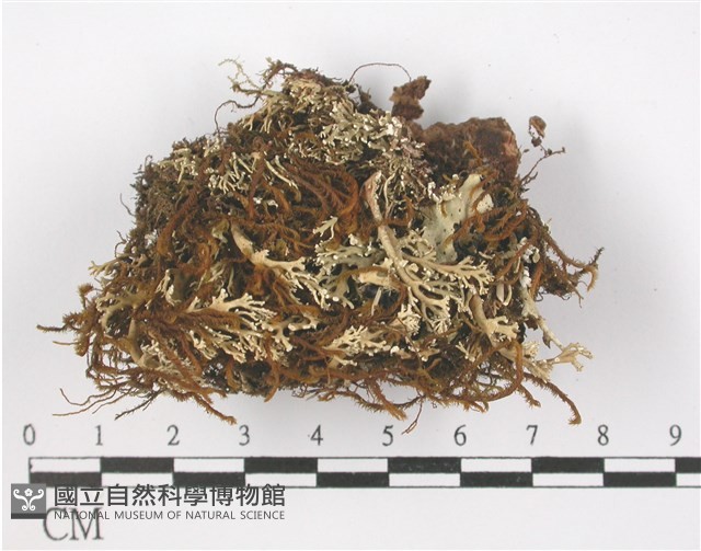 登錄號:L00001669藏品圖，第1張