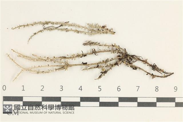 登錄號:L00000569藏品圖，第1張
